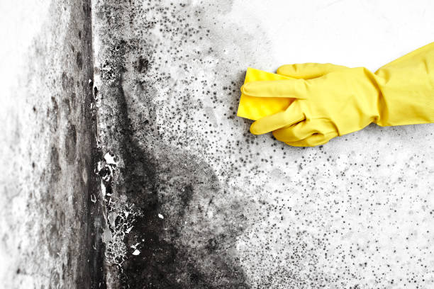 Best Biohazard Mold Removal  in Crest View Heights, NY