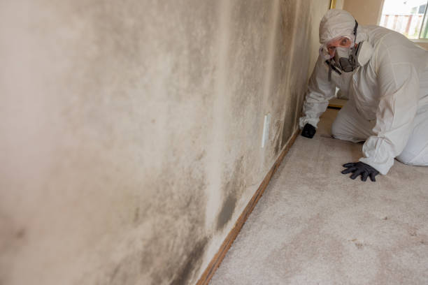 Best Mold Documentation for Insurance Claims  in Crest View Heights, NY